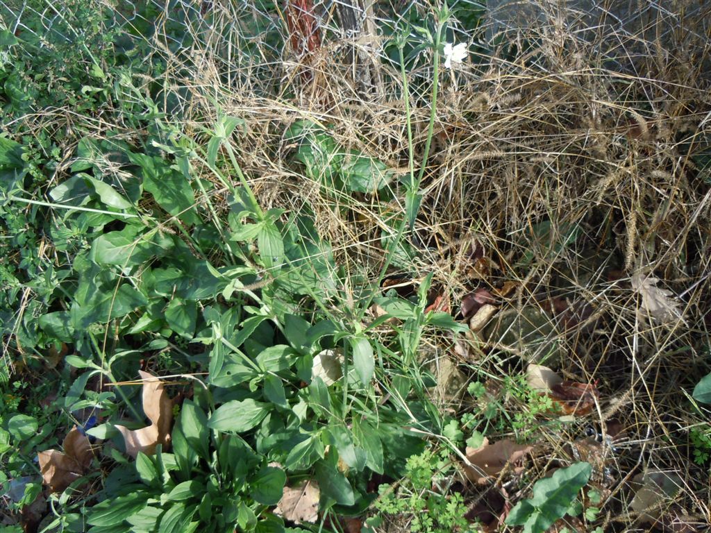 Silene latifolia
